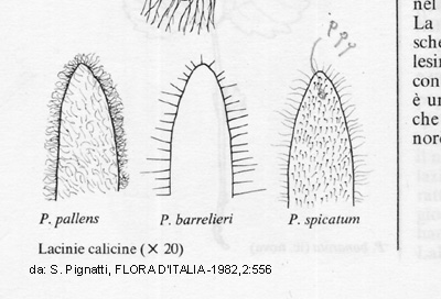Veronica spicata subsp. fischeri  (= Pseudolysimachion pallens)/Veronica di Fischer